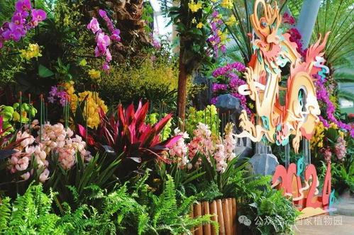 龙年新植物爆料视频,揭秘神秘龙年植物家族的绿色传奇  第2张