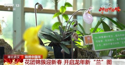 龙年新植物爆料视频,揭秘神秘龙年植物家族的绿色传奇  第3张
