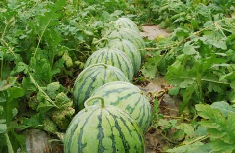 免费吃野瓜的方法,探索野瓜采摘攻略 第3张 免费吃野瓜的方法,探索野瓜采摘攻略 第3张